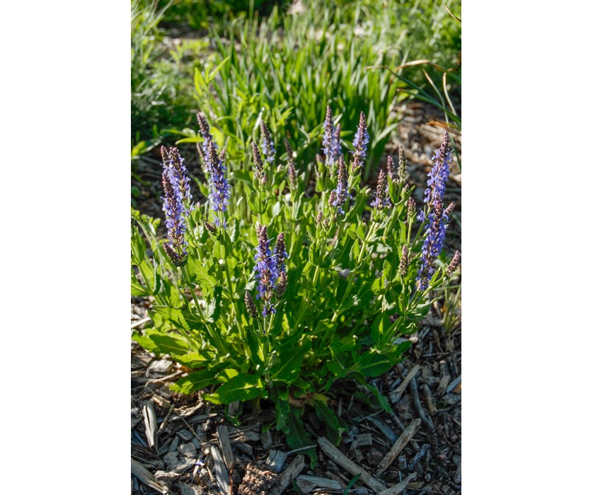 Blue Hill Salvia